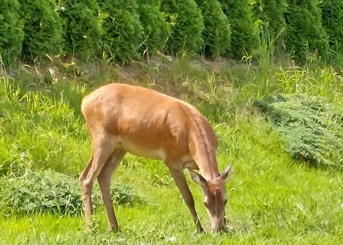 Domek Pod Holica Bieszczady